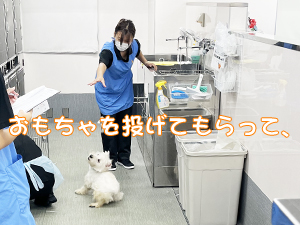 １年生が成犬、２年生が子犬をお世話♪